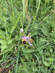 Ophrys apifera