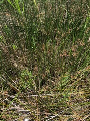 Juncus roemerianus