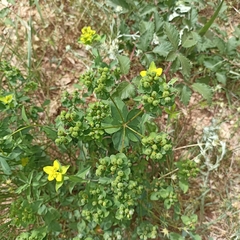 Euphorbia flavicoma
