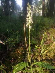 Platanthera bifolia