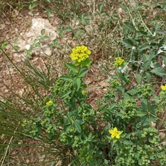 Euphorbia flavicoma