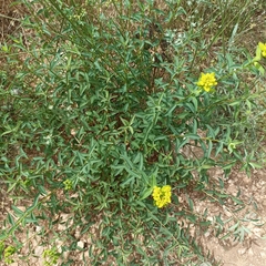 Euphorbia flavicoma