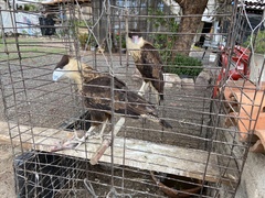 Caracara