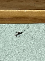 Sphaenothecus bilineatus