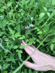 Ophrys apifera