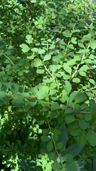 Berberis thunbergii