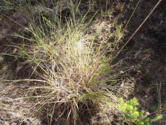 Eragrostis capensis