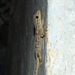 Gecko de Vientre Amarillo - Photo (c) Kseniia Marianna Prondzynska, algunos derechos reservados (CC BY), uploaded by Kseniia Marianna Prondzynska