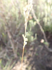 Eragrostis capensis