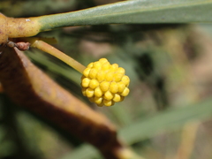 Acacia retinodes