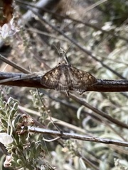 Glyphodes onychinalis