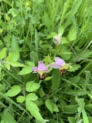 Ophrys apifera