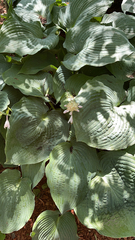 Hosta