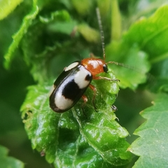 Coleoptera