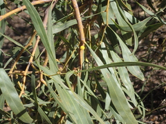 Acacia retinodes