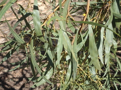 Acacia retinodes