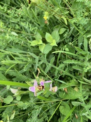 Ophrys apifera