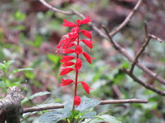 Salvia splendens