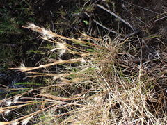 Andropogon eucomus