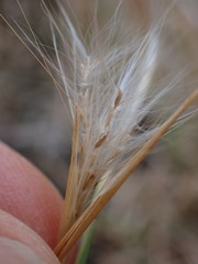 Andropogon eucomus