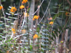 Epidendrum melinanthum