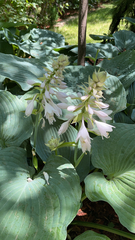 Hosta
