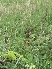 Cistothorus stellaris