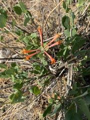 Lonicera arizonica
