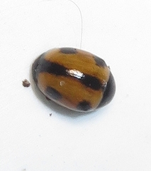 Brachiacantha albifrons