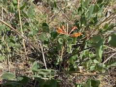 Lonicera arizonica