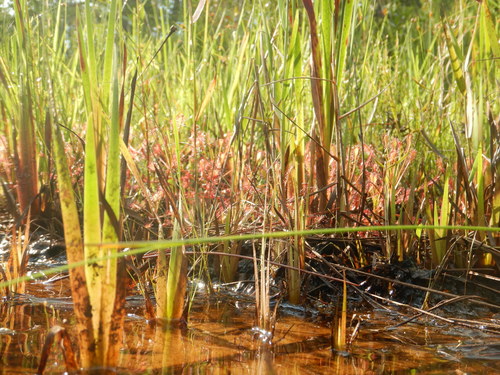 Drosera image