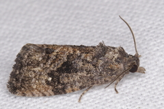 Gymnandrosoma punctidiscanum