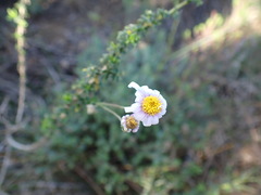 Felicia erigeroides