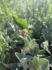 Psephellus marschallianus