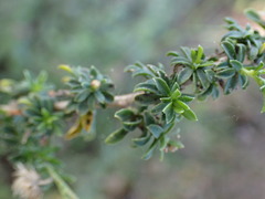Felicia erigeroides