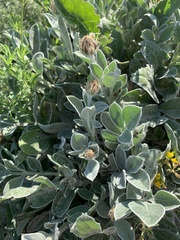 Psephellus marschallianus