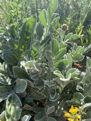 Psephellus marschallianus