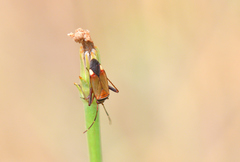 Adelphocoris vandalicus
