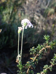 Felicia erigeroides