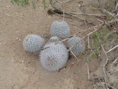 Mammillaria haageana meissneri