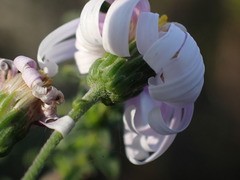 Felicia erigeroides