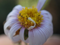 Felicia erigeroides