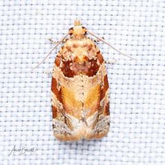 Argyrotaenia kimballi