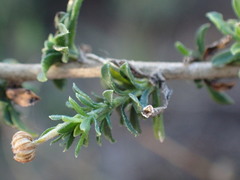 Felicia erigeroides