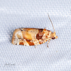 Argyrotaenia kimballi