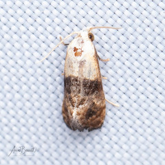 Eugnosta erigeronana