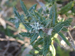 Senecio juniperinus