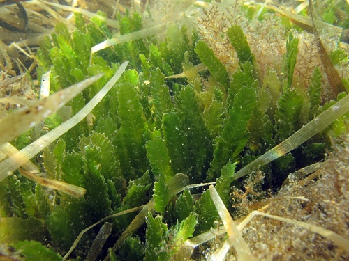 Caulerpa mexicana