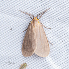 Pagara simplex