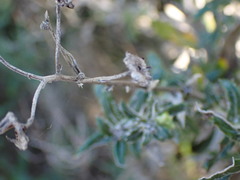 Senecio juniperinus